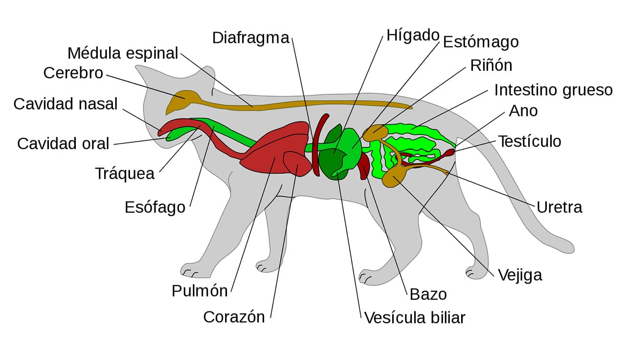 Como es la Anatomia de un Gato
