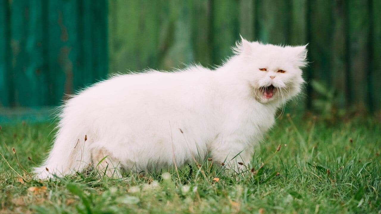 Gato Persa Blanco