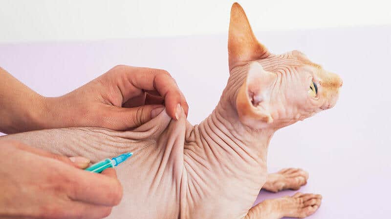 Los Farmacos Anticonceptivos de Gatos